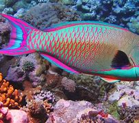 Image result for Prettiest Saltwater Fish