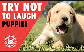 Image result for Funny Cute Puppies Try Not to Laugh