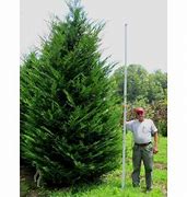 Image result for Leyland Cypress Tree, 1-2 Ft- America's Most Popular Privacy Tree | Evergreen Tree