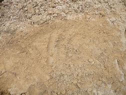 Image result for sandy loam soil