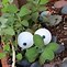 Image result for Ping Pong Ball Eyes
