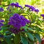 Image result for Outdoor Plants
