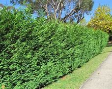 Image result for Leyland Cypress Tree, 1-2 Ft- America's Most Popular Privacy Tree | Evergreen Tree