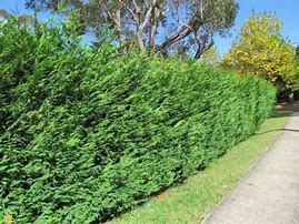 Image result for Leyland Cypress Tree, 5-6 Ft- America's Most Popular Privacy Tree | Evergreen Tree