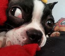 Image result for Funny Crazy Dogs
