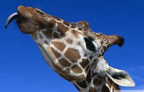 Image result for Cute Giraffe