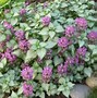 Image result for Low Mounding Perennials with White Flowers
