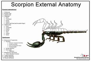 Image result for Scorpion Legs How Many