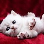 Image result for A Really Cute Cat