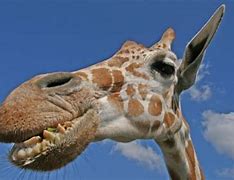 Image result for Giraffe Teeth