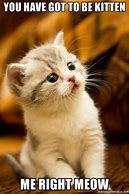 Image result for Kitty Memes