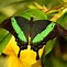 Image result for Insects with Cool Colors