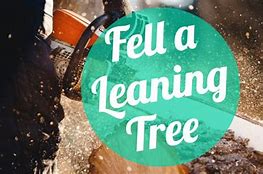 Image result for How to Fell a Leaning Tree