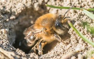 Image result for Solitary Bee Nest