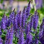 Image result for Shade Tolerant Perennial Plants