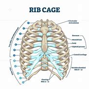 Image result for Rib Cage Anatomy Organs