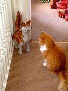 Image result for Cats Doing Funny Stuff