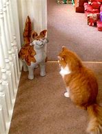 Image result for Funny Cat Things
