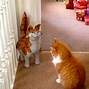 Image result for Funny Things Cats Do