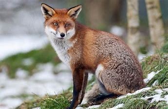 Image result for image fox sitting on a lawn