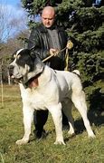Image result for Dog Turkistan Yuhuer