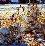 Image result for First Snow Storm Images