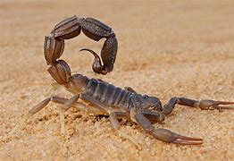 Image result for Does Tennessee Have Scorpions