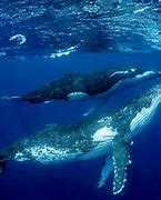 Image result for Full Dark Skin Humpback Whales