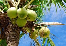 Image result for coconut tree