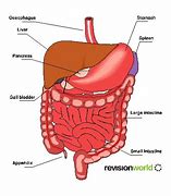 Image result for Digestion Biology