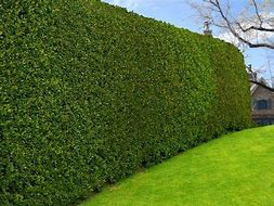 Image result for 3 Gallons - American Holly Tree - The Ideal Evergreen Hedge, Outdoor Plant