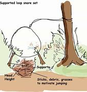 Image result for Snare Traps for Rabbits
