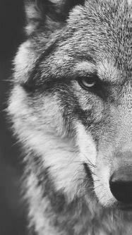 Image result for Real Cool Wolves