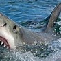 Image result for Requin Blanc