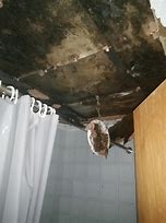 Image result for Black Mold On Ceiling in Bathroom