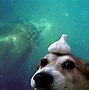 Image result for Cool Dog Wallpapers Galaxy
