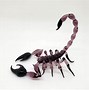 Image result for Purple Scorpion