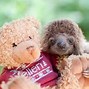 Image result for Shhhhh Sloth