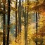 Image result for autumn forest iphone wallpapers