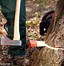 Image result for How to Cut a Tree Leaning in the Opposite Direction