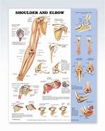 Image result for Orthopedic Anatomy Charts