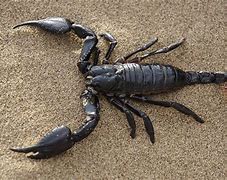 Image result for Black Scorpion Species