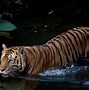 Image result for WWF Tiger