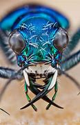 Image result for Awesome Bugs