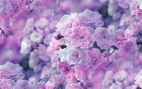 Image result for Light Lilac