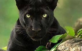 Image result for All-Black Tiger