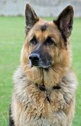 Image result for German Shepherd Dog