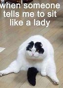 Image result for Mean Cat Jokes