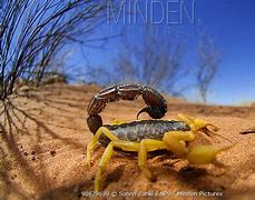 Image result for Namib Desert Scorpion