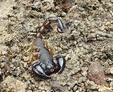 Image result for Black Rock Scorpion